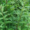 Vernonia arkansana